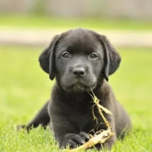 Can you train a lab to be calm