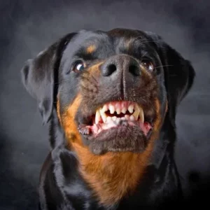Do Rottweilers growl and show teeth when happy
