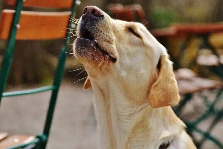 Do labradors bark a lot? everything you should know before adopting. 