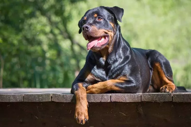 Do rottweilers growl when they're happy? what you should know