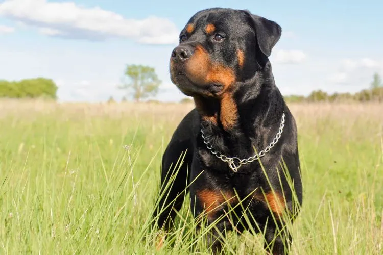 How Do I Know If My Rottweiler Is Happy