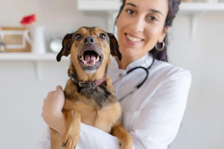 How long does kennel cough vaccine side effects last