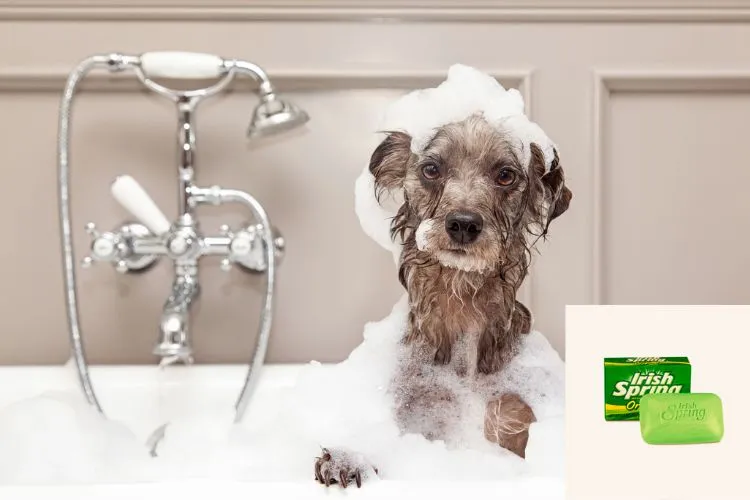 Is irish spring soap toxic to dogs? what you should know