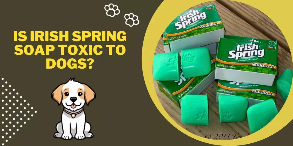 Is irish spring soap toxic to dogs