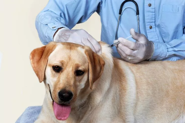 What dogs should not get Bordetella vaccine