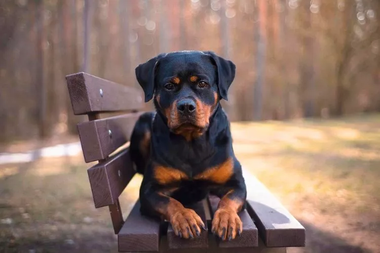 Why Do Rottweilers Growl So Much