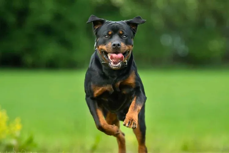 Why do Rottweilers growl and show teeth