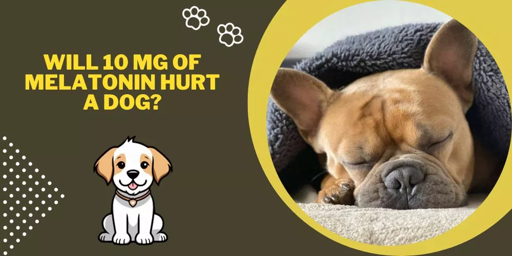 Will 10 mg of melatonin hurt a dog