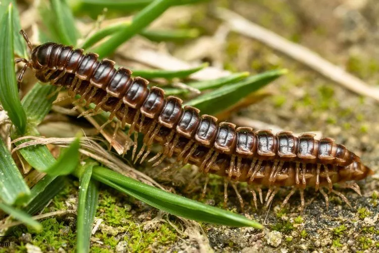 Are Portuguese millipedes poisonous to cats