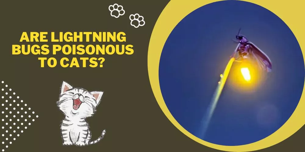 Are lightning bugs poisonous to cats