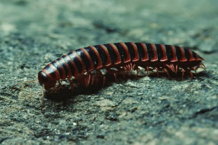 Are millipedes poisonous to cats? everything you should know