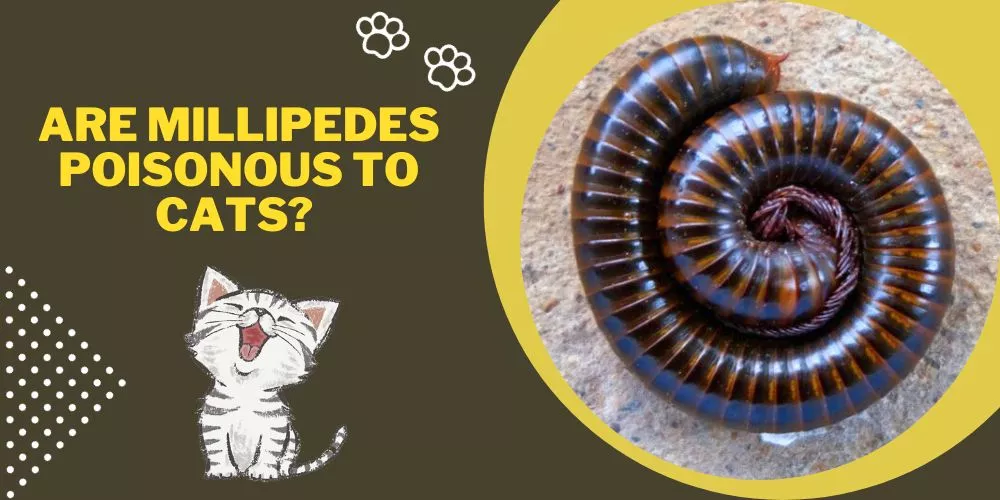Are millipedes poisonous to cats