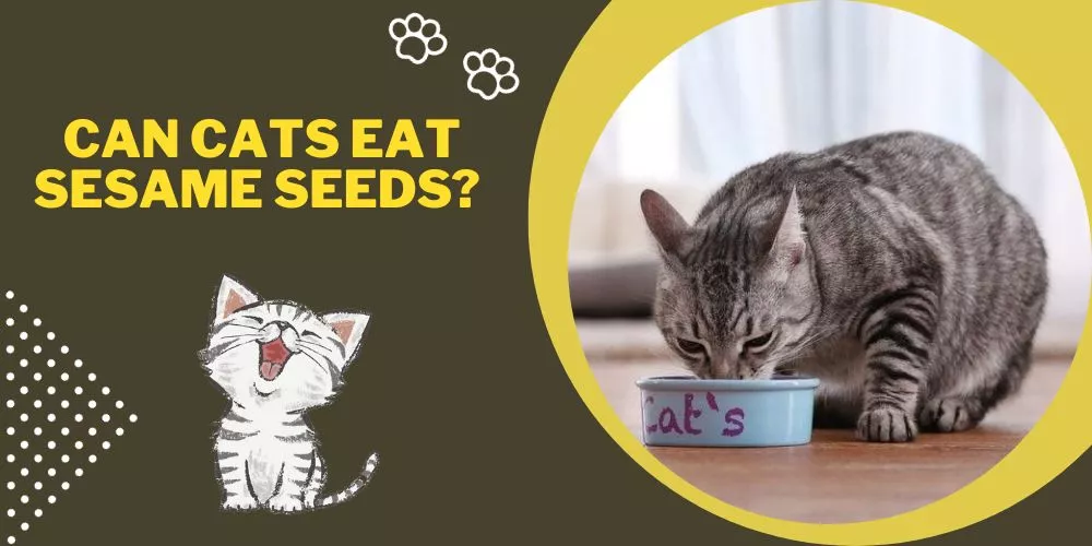 Can Cats Eat Sesame Seeds