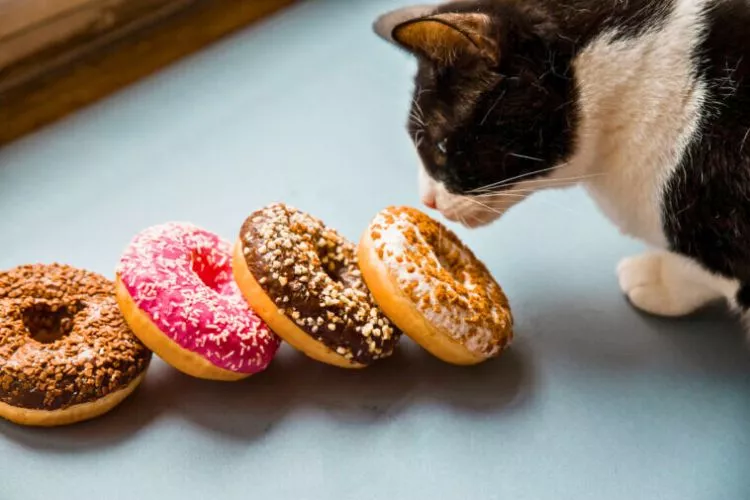 Can cats eat donuts? cat dietary trivia