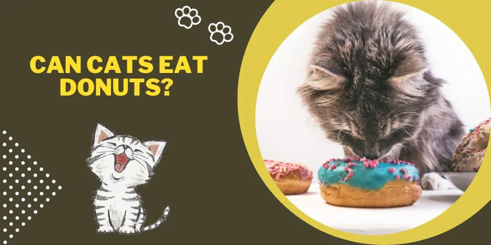 Can cats eat donuts