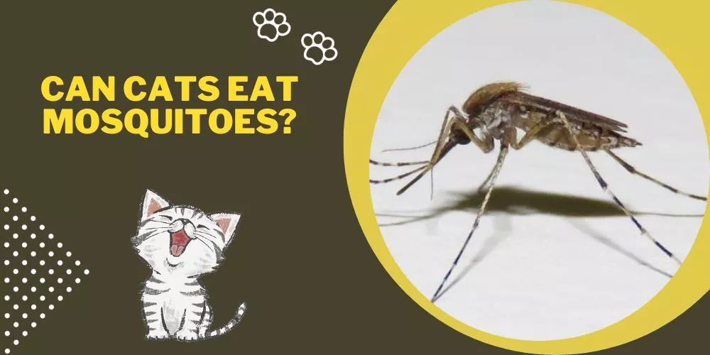 Can cats eat mosquitoes