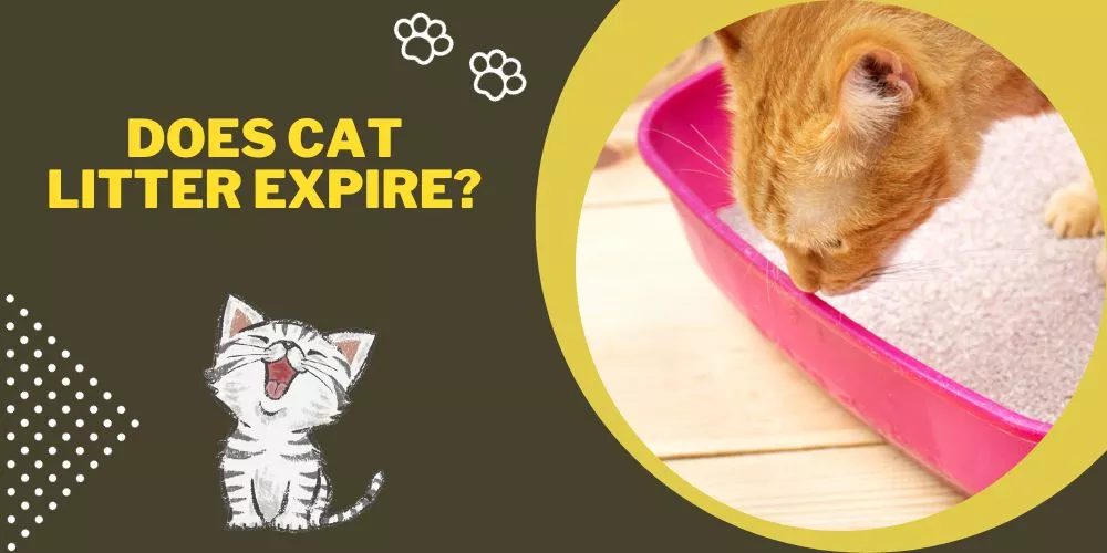 Does cat litter expire