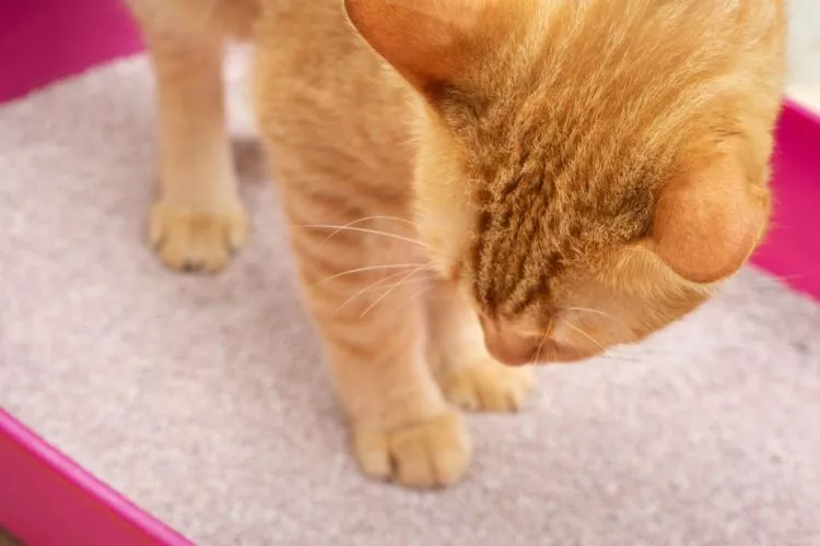 Does cat litter expire? Everything you should know