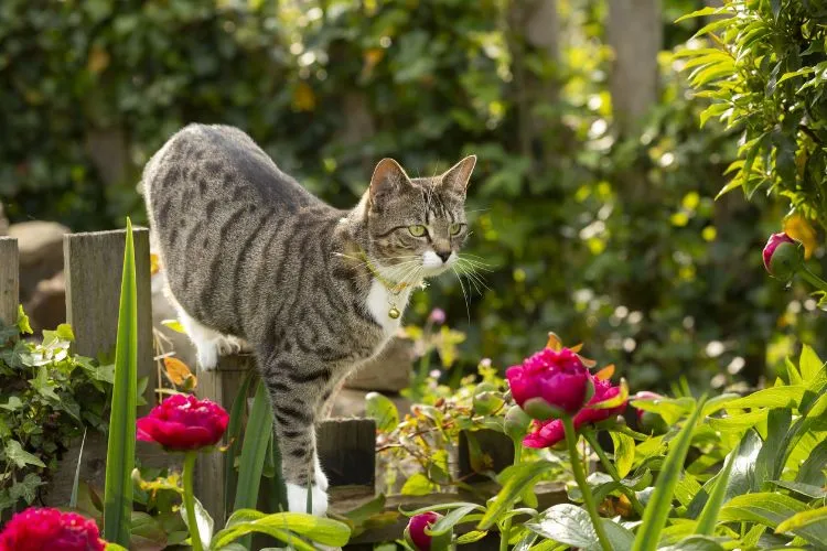 Home remedies to stop cats pooping in garden