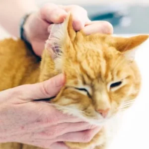 How can I soothe my cat's ear infection