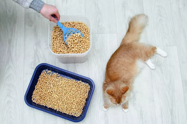 How do you make homemade cat litter