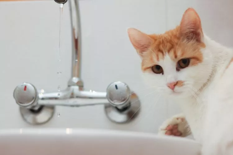 Is bleach harmful to cats?