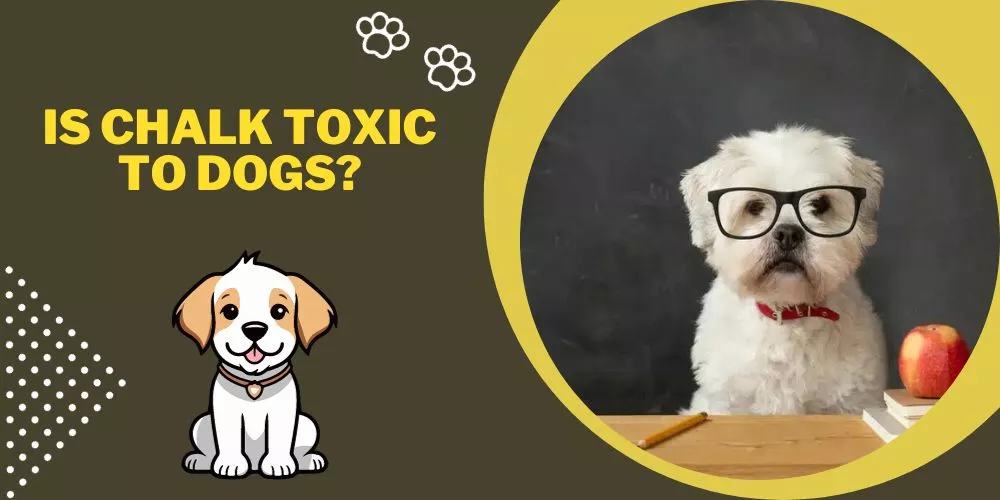 Is chalk toxic to dogs