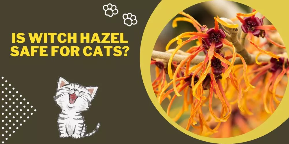 Is witch hazel safe for cats