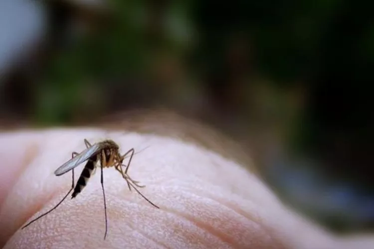 Nutritional Impact of Eating Mosquitoes