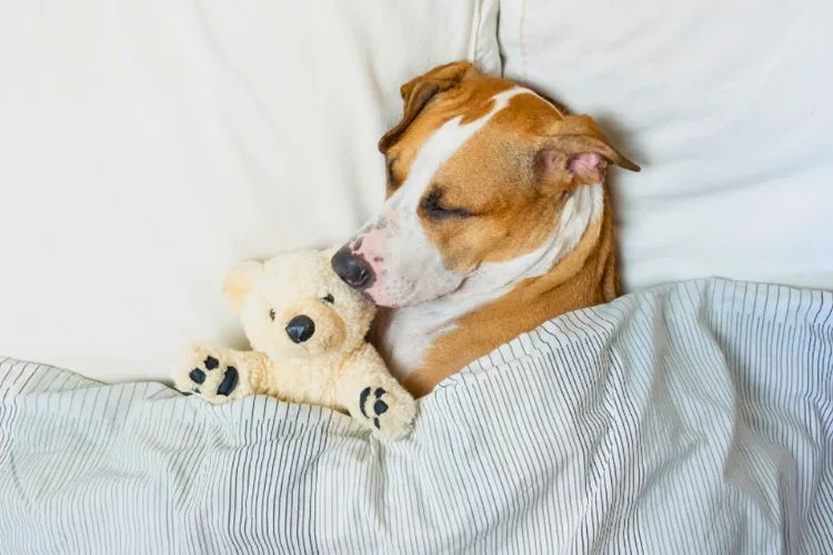Practical Tips for Monitoring Sleep Changes in Dogs