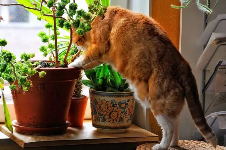 What Can I Spray On My Plants To Keep Cats Away