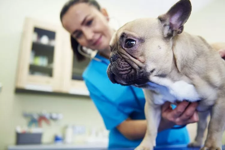 When to Contact a Veterinarian- Recognizing Signs of Trouble