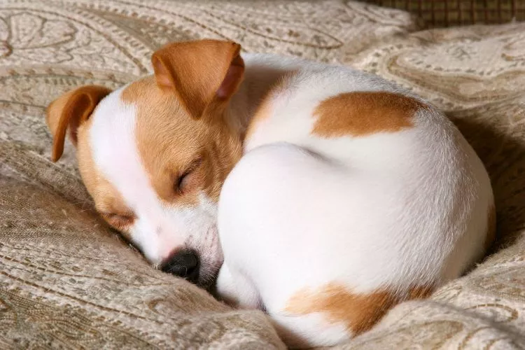 Why does my dog fall asleep sitting up? Things You Should Know