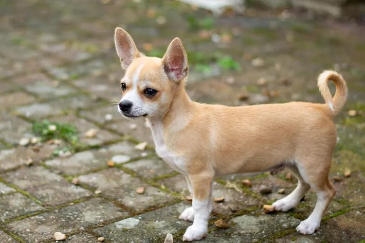 Additional Information on Chihuahua Tails