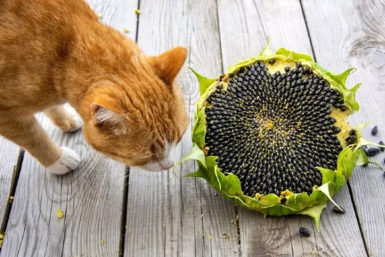 Can Cats Eat Sunflower Seeds? Complete Guide