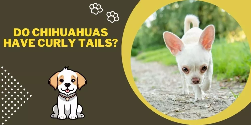 Do chihuahuas have curly tails