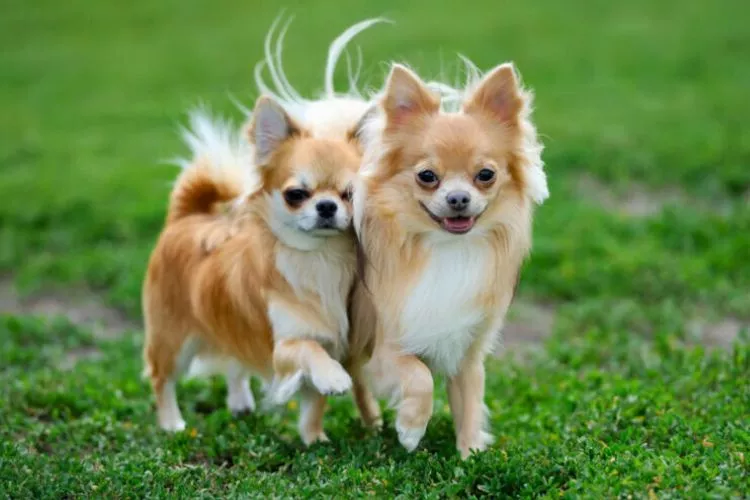 Do chihuahuas have curly tails? all you need to know