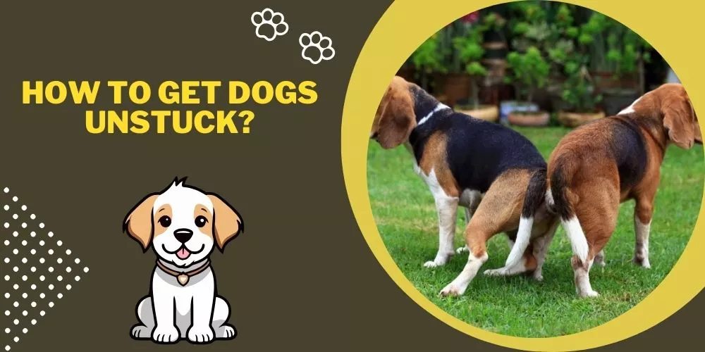 How to Get Dogs Unstuck