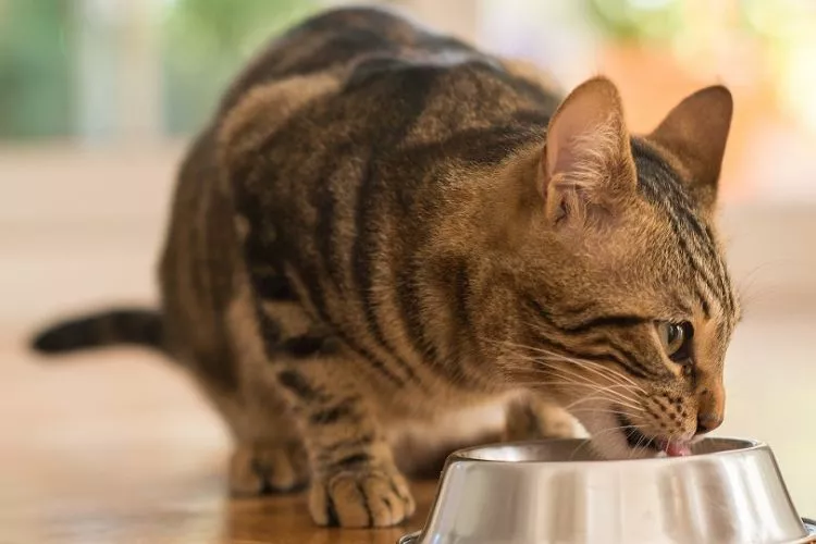 Moderation is Key- Serving Sizes for Cats