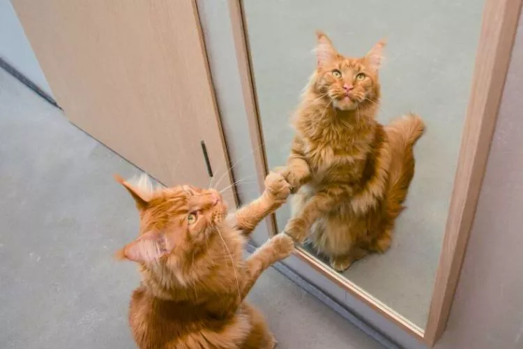 Reasons Behind Cats Scratching Mirrors