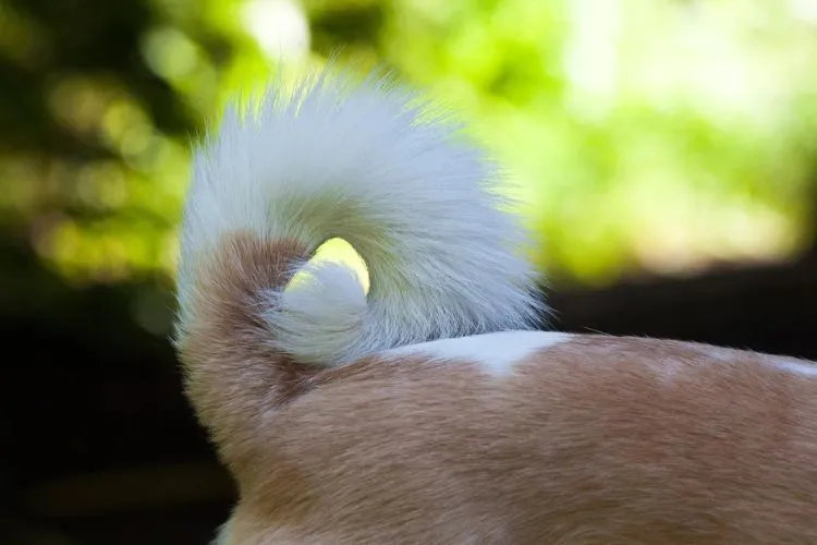 Understanding Chihuahua Tails