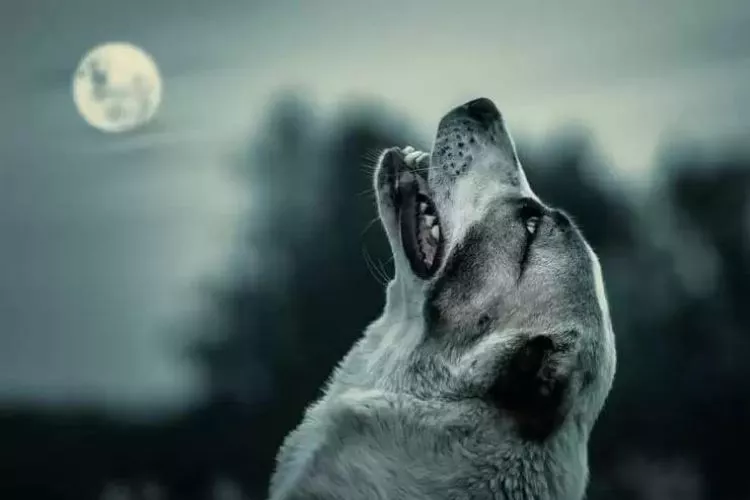 Why Do Dogs Howl at Night? All You Need To Know