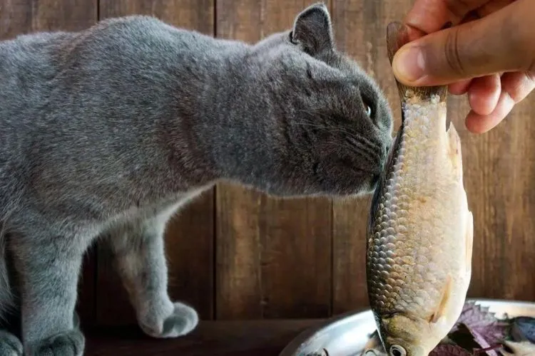 Can cats eat tilapia