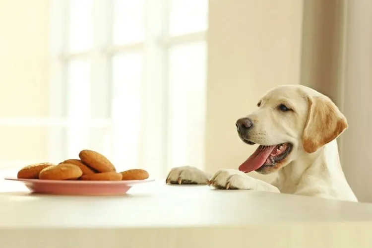 Can dogs eat cinnamon toast