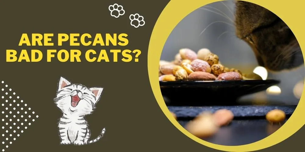 Are pecans bad for cats