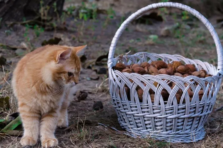 Are pecans bad for cats? What you should know