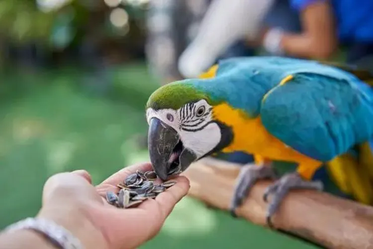 Can Parrots Eat Pistachios? what you should know