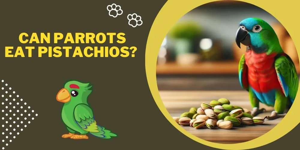 Can Parrots Eat Pistachios