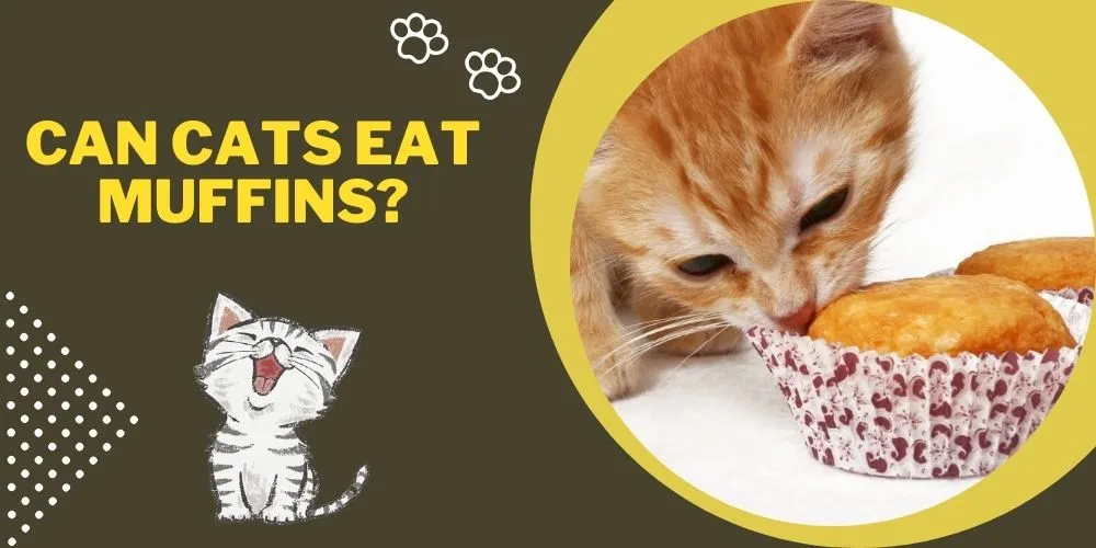 Can cats eat muffins