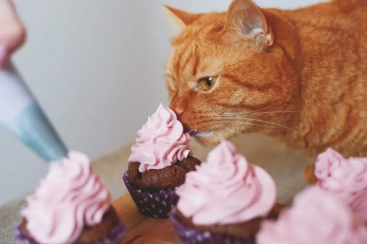 Can cats eat muffins? Detailed Guide
